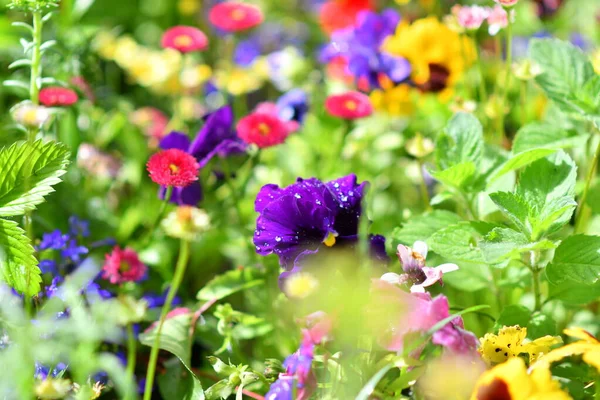 Çiçek tarhında hanım evlatları. Güzel çiçekler. Parlak çiçekli çiçek tarhı