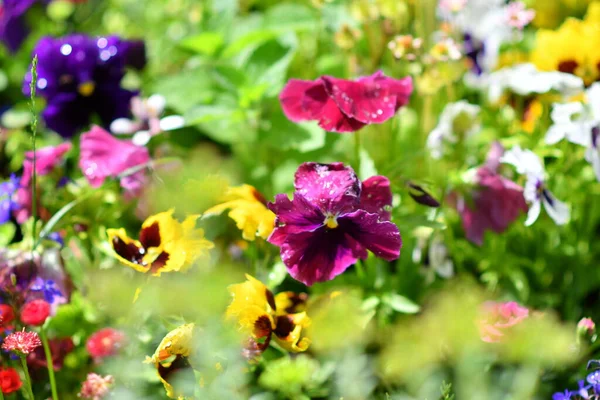 Çiçek tarhında hanım evlatları. Güzel çiçekler. Parlak çiçekli çiçek tarhı