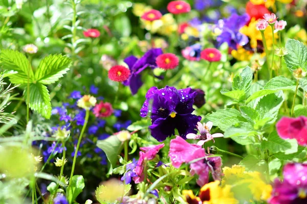 Çiçek tarhında hanım evlatları. Güzel çiçekler. Parlak çiçekli çiçek tarhı
