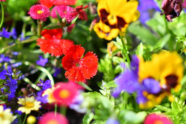 Küçük karanfil çiçekleri. Çiçek tarhında kırmızı karanfil. Parlak yaz çiçekleri olan çiçek tarhı.