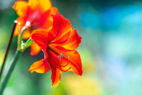 Lily Virág Vörös Liliom Pisztolyok Tűzhelyek Szirmok Pirosak — Stock Fotó