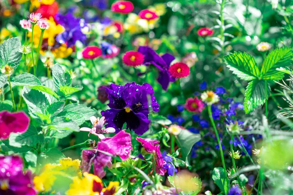 Çiçek tarhında hanım evlatları. Güzel çiçekler. Parlak çiçekli çiçek tarhı