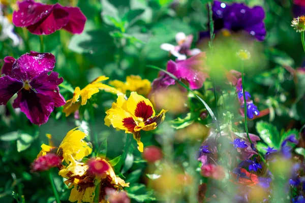 Çiçek tarhında hanım evlatları. Güzel çiçekler. Parlak çiçekli çiçek tarhı