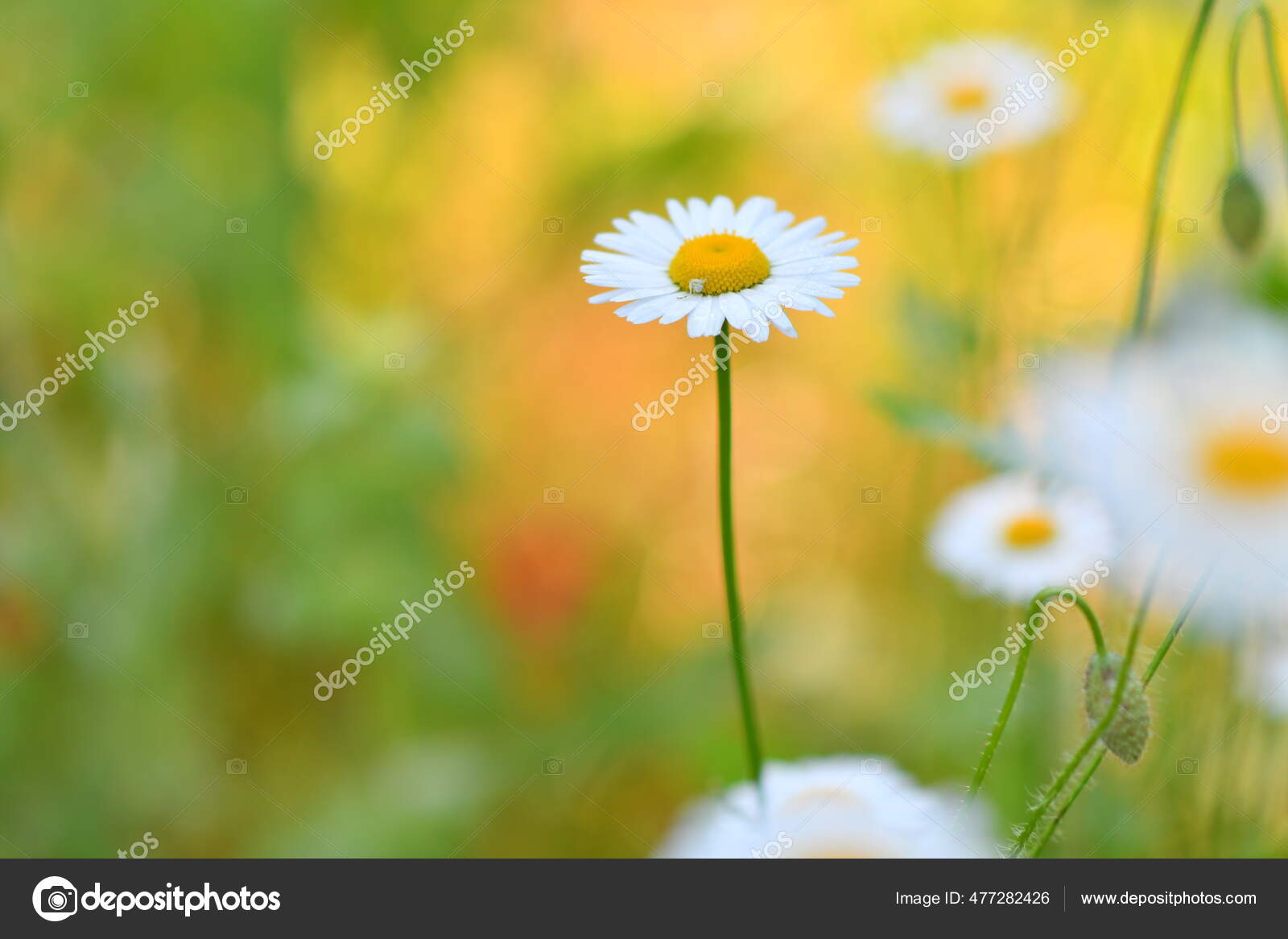美しい白いデイジー カモミール畑だ 野の花 白い花の花びら 背景がぼやけている花は ストック写真 C Fotolubitel17