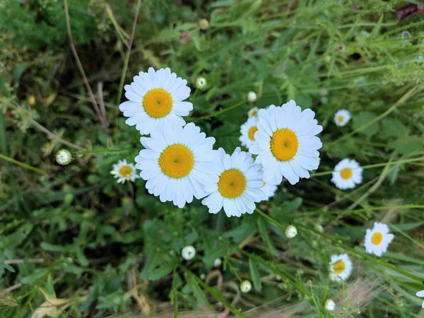 Belles Marguerites Blanches Champ Camomille Fleurs Sauvages Pétales Fleurs Blanches — Photo