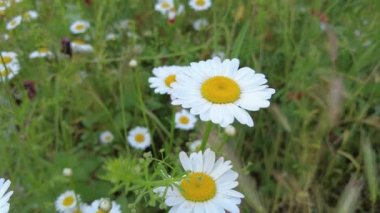 Güzel beyaz papatyalar. Papatya tarlası. Kır çiçekleri. Beyaz çiçek yaprakları. arkaplanı bulanık çiçekler