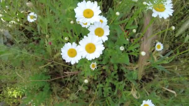 Mooie Witte Madeliefjes Kamille Veld Wilde Bloemen Witte Bloemblaadjes Bloemen — Stockvideo