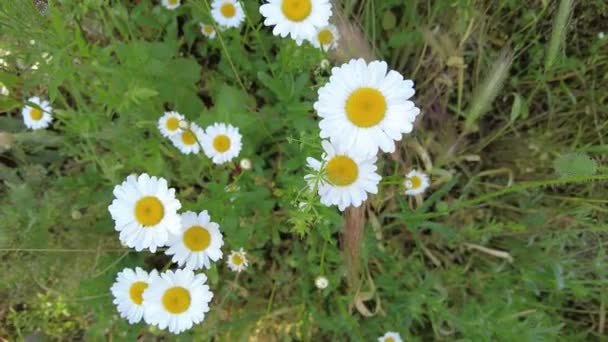 Όμορφες Λευκές Μαργαρίτες Χαμομήλι Τομέα Αγριολούλουδα Λευκά Πέταλα Λουλουδιών Λουλούδια — Αρχείο Βίντεο