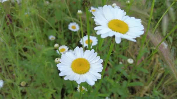 Vackra Vita Prästkragar Kamomillfält Vildblommor Vita Blomblad Blommor Med Suddig — Stockvideo