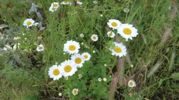 Piękne Białe Stokrotki Pole Rumianku Dzikie Kwiaty Białe Płatki Kwiatów — Wideo stockowe