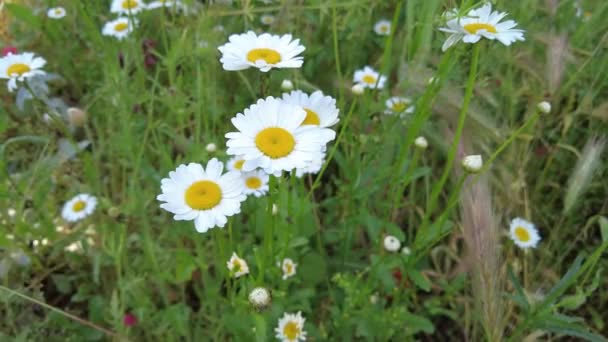 美しい白いデイジー カモミール畑だ 野の花 白い花の花びら 背景がぼやけている花は — ストック動画