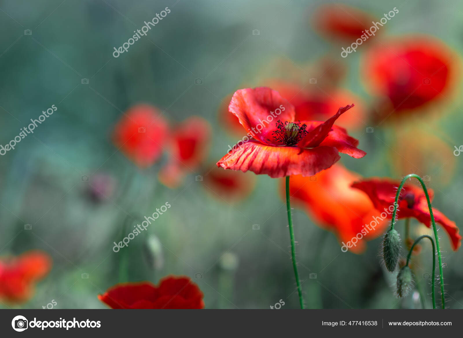 とても美しいケシです 多くのケシ 赤い花 夏の野花 花を背景に 自然との壁紙 ストック写真 C Fotolubitel17 とても美しいケシです 多くのケシ 赤い花 夏の野花 花を背景に 自然との壁紙 ストック写真 C Fotolubitel17