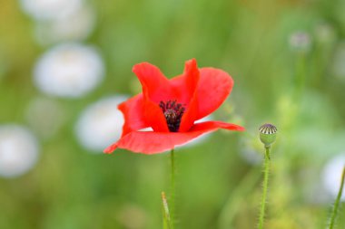 Çok güzel gelincikler. Bir sürü gelincik. Kırmızı çiçekler. Yazın kır çiçekleri. Çiçekli arka plan. Doğa ile duvar kağıdı