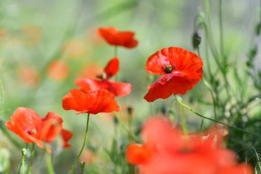Çok güzel gelincikler. Bir sürü gelincik. Kırmızı çiçekler. Yazın kır çiçekleri. Çiçekli arka plan. Doğa ile duvar kağıdı