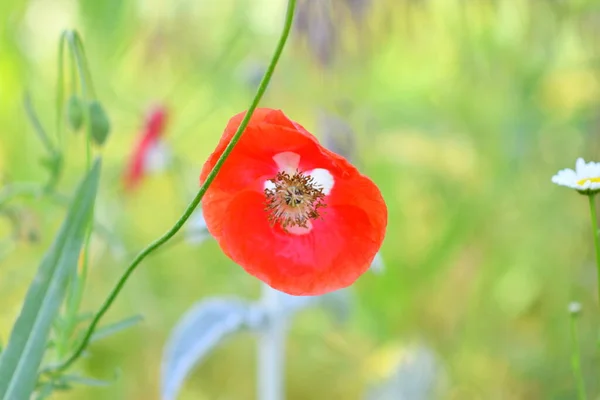 Very Beautiful Poppies Many Poppies Red Flowers Summer Wildflowers Background — Stock Photo, Image