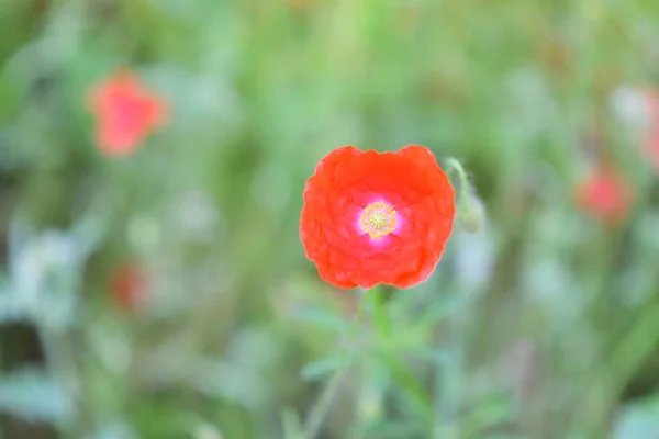 Çok Güzel Gelincikler Bir Sürü Gelincik Kırmızı Çiçekler Yazın Kır — Stok fotoğraf