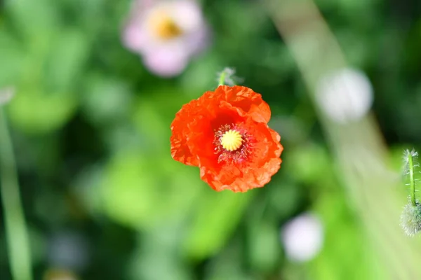 Velmi Krásné Máky Mnoho Máku Červené Květiny Letní Divoké Květiny — Stock fotografie