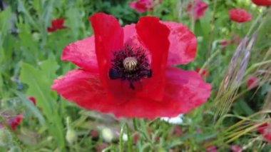 Çok güzel gelincikler. Bir sürü gelincik. Kırmızı çiçekler. Yazın kır çiçekleri. Çiçekli arka plan. Doğa ile duvar kağıdı