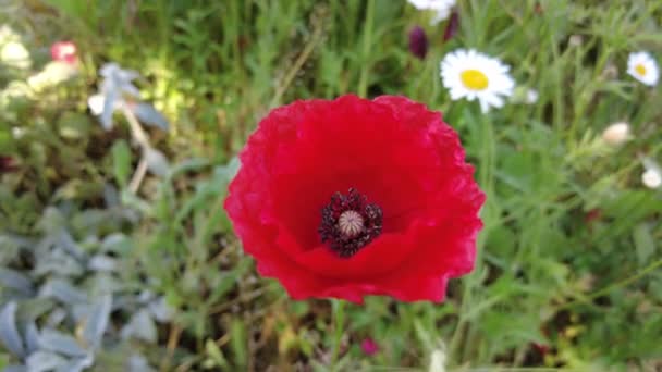 Heel Mooie Klaprozen Veel Klaprozen Rode Bloemen Zomer Wilde Bloemen — Stockvideo