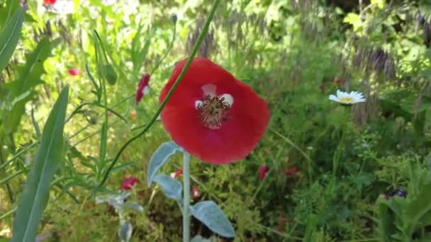 非常漂亮的罂粟 很多罂粟 红色的花夏天野花 有花朵的背景 带有自然的墙纸 — 图库视频影像