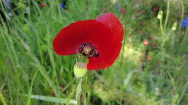 Πολύ Όμορφες Παπαρούνες Πολλές Παπαρούνες Κόκκινα Λουλούδια Καλοκαιρινά Αγριολούλουδα Φόντο — Αρχείο Βίντεο