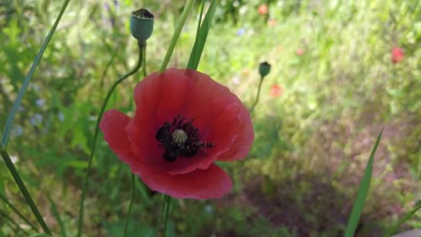 Mycket Vackra Vallmo Många Vallmo Röda Blommor Sommarblommor Bakgrund Med — Stockvideo