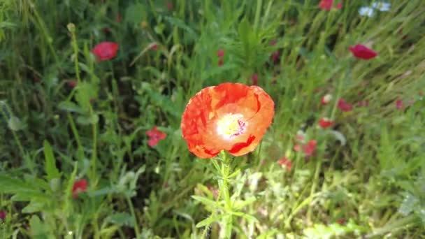 Très Beaux Coquelicots Beaucoup Coquelicots Fleurs Rouges Fleurs Sauvages Été — Video