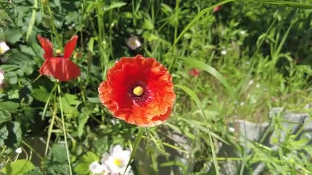 Papoilas Muito Bonitas Muitas Papoilas Flores Vermelhas Flores Silvestres Verão — Vídeo de Stock