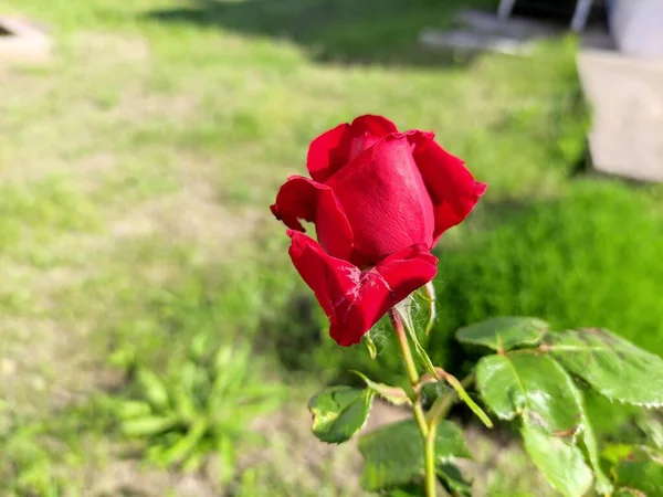 Beautiful Rose Roses Flowerbed — Stock Photo, Image
