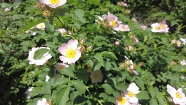 Różowe Różowe Biodra Krzewy Dzikiej Róży — Wideo stockowe