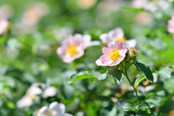 Różowe Różowe Biodra Krzewy Dzikiej Róży — Zdjęcie stockowe