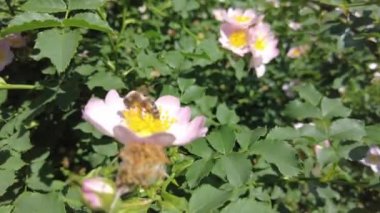 Pembe gül kalçalı. gül kalça çalıları çiçek açar.