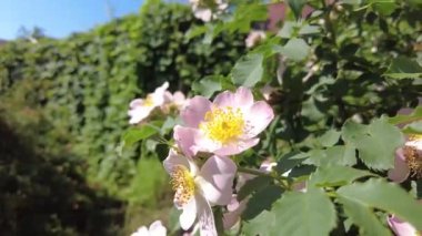 Pembe gül kalçalı. gül kalça çalıları çiçek açar.