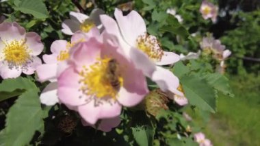 Pembe gül kalçalı. gül kalça çalıları çiçek açar.