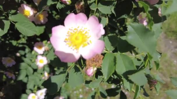 Pink Rose Hips Rose Hip Bush Blooms — Stock Video