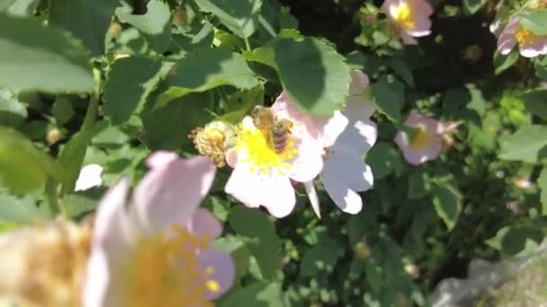 Rosa Canina Rosa Canina Cespuglio Fioriture — Video Stock