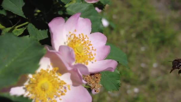 Pinggul Mawar Merah Muda Mawar Hip Bush Blooms — Stok Video