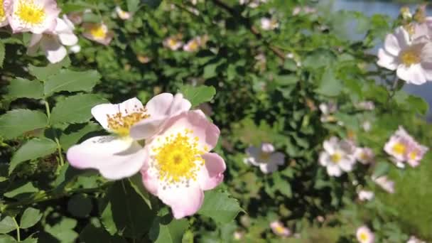 Rosa Canina Rosa Canina Cespuglio Fioriture — Video Stock