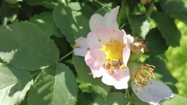Pembe Gül Kalçalı Gül Kalça Çalıları Çiçek Açar — Stok video