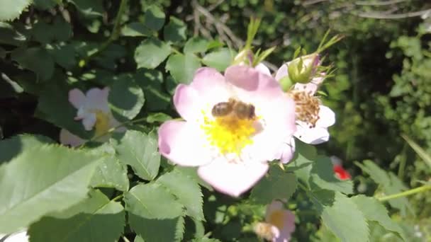 Pink Rose Hips Rose Hip Bush Blooms — Stock Video