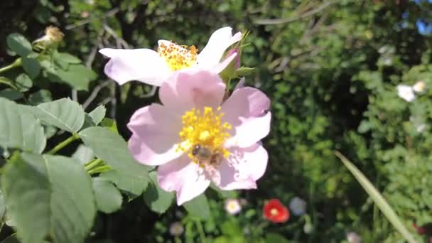 Rosa Rosa Mosqueta Rosa Mosqueta Arbusto Florece — Vídeo de stock