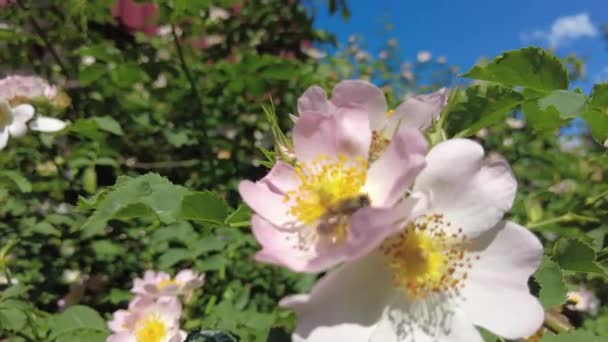 Rosa Rosa Mosqueta Rosa Mosqueta Arbusto Florece — Vídeo de stock