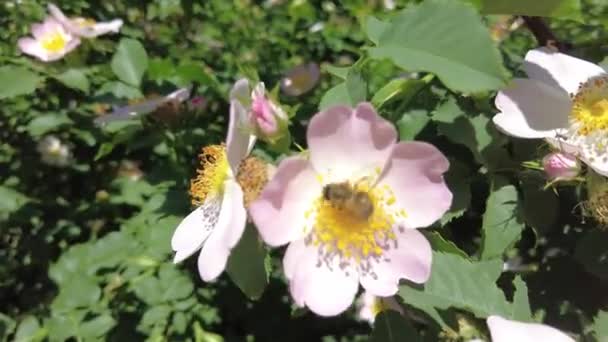 Rosa Hagebutten Hagebuttenblüten — Stockvideo