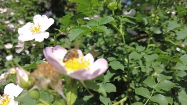 Rosa Canina Rosa Canina Cespuglio Fioriture — Video Stock