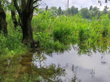 Kum ve suyla kaplı bir manzara. Ağaçların yansıması. Yağmurdan önce bulutlu hava.