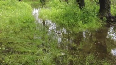 Kum ve suyla kaplı bir manzara. Ağaçların yansıması. Yağmurdan önce bulutlu hava.