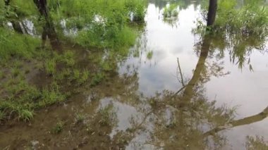 Kum ve suyla kaplı bir manzara. Ağaçların yansıması. Yağmurdan önce bulutlu hava.