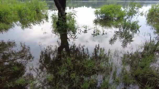 Krajobraz Piaskiem Wodą Odbicie Drzew Pochmurna Pogoda Przed Deszczem — Wideo stockowe