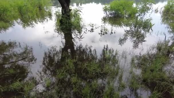 Krajobraz Piaskiem Wodą Odbicie Drzew Pochmurna Pogoda Przed Deszczem — Wideo stockowe