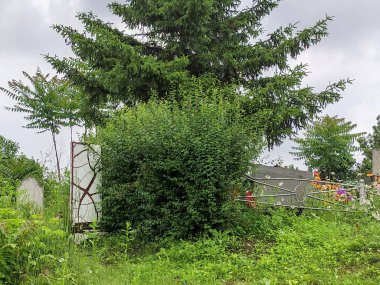 Fazla büyümüş eski mezarlar. Eski mezarlık. Mezarlardaki anıtlar ve haçlar